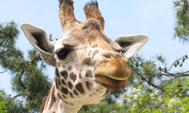 Zoo de beauval